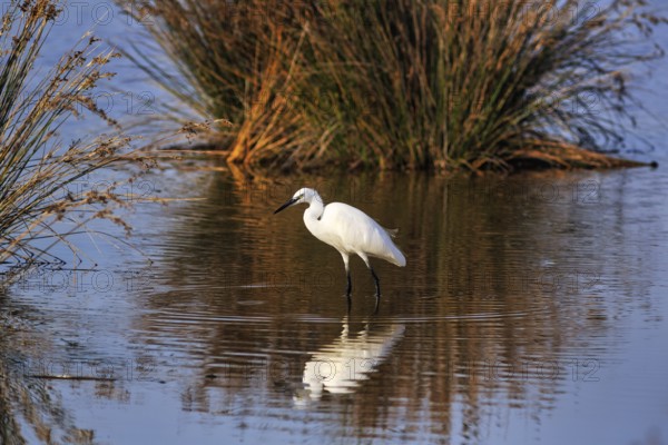Little Egret (Egretta garzetta) in a pond, looking for food, autumn, Pont de Gau Bird Park, Camargue, France
