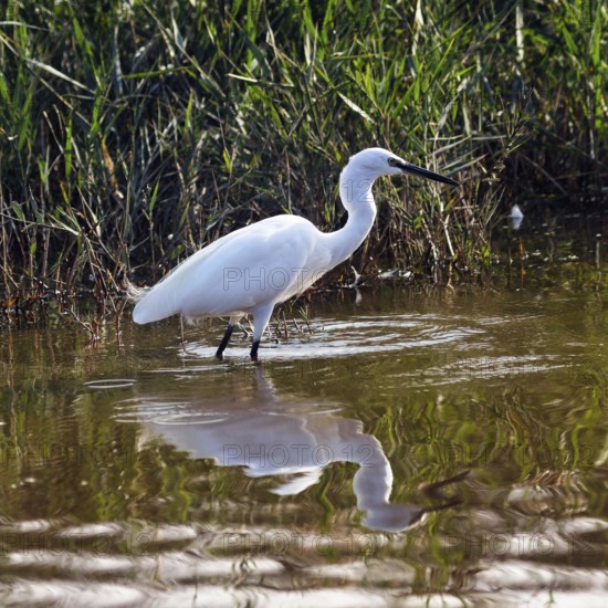 Little Egret (Egretta garzetta) in the pond, looking for food, Pont de Gau Bird Park, Camargue, France