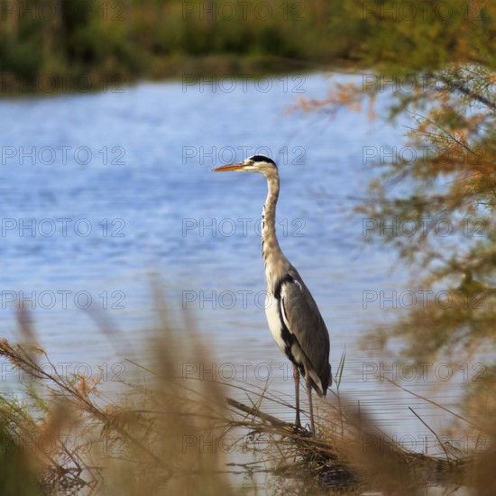 Grey heron (Ardea cinerea), attentive, Pont de Gau bird park, Camargue, France