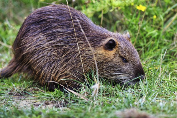 Nutria (Myocastor coypus) running through grass, Pont de Gau bird park, Camargue, France