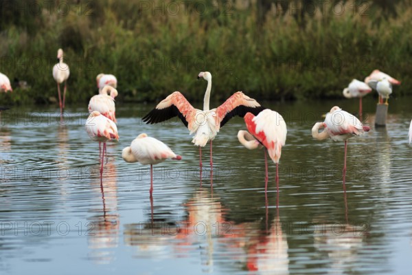 Pink flamingos (Phoenicopterus roseus), standing in the water, wings spread out, Pont de Gau bird park, Camargue, France