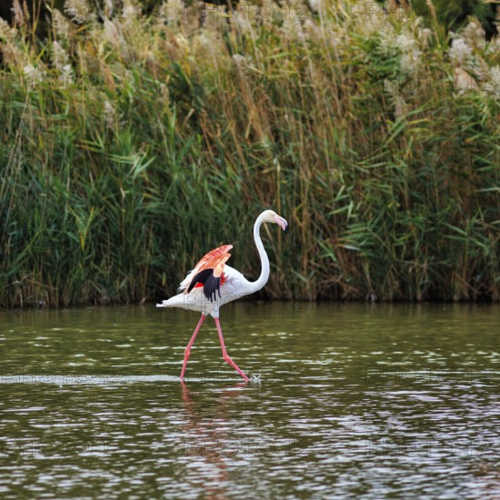 Pink flamingo (Phoenicopterus roseus) striding through water, Pont de Gau bird park, Camargue, France