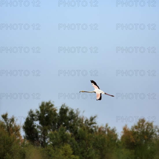Pink flamingo (Phoenicopterus roseus) flying in front of a blue sky, Pont de Gau bird park, Camargue, France