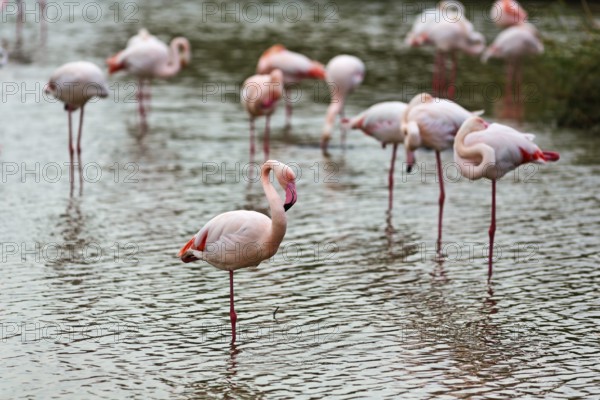Pink flamingos (Phoenicopterus roseus), standing on one leg in the water, Pont de Gau bird park, Camargue, France