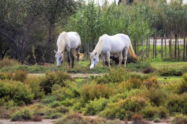 Two Camargue horses, also known as Crin Blanc, grazing side by side, Pont de Gau bird park, Camargue, France