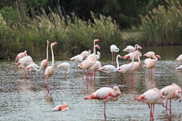 Pink flamingos (Phoenicopterus roseus), standing in the water, Pont de Gau bird park, Camargue, France