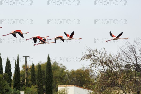 Pink flamingos (Phoenicopterus roseus) flying, flock of birds, Pont de Gau bird park, Camargue, France