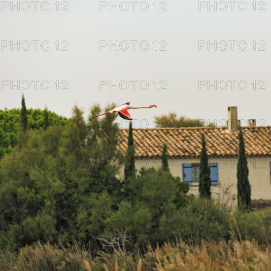 Pink flamingo (Phoenicopterus roseus) flying over a house, Pont de Gau bird park, Camargue, France