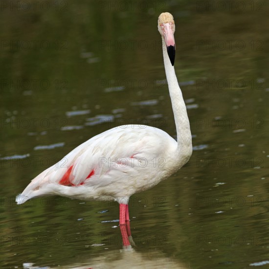 Pink flamingo (Phoenicopterus roseus), looking into the camera, Pont de Gau bird park, Camargue, France