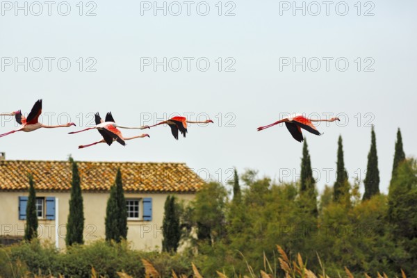 Pink flamingos (Phoenicopterus roseus) flying over a house, flock of birds, Pont de Gau bird park, Camargue, France