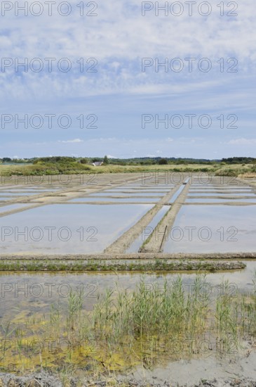 Seawater salt pans, Guerande, Loire-Atlantique, Pays de la Loire, Brittany, France