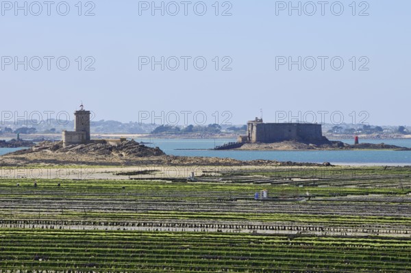 Oyster farm in the Atlantic at low tide and Chateau de Taureau fortress, Plouezoc'h, Bay of Morlaix, Finistere, Brittany, France