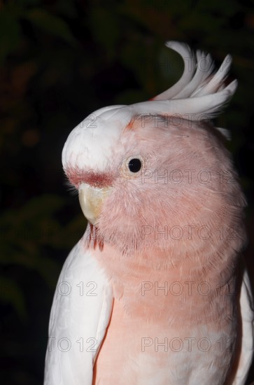 Inca cockatoo (Cacatua leadbeateri, Lophochroa leadbeateri), portrait, occurrence in Australia