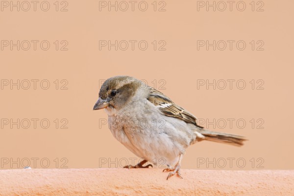House sparrow or sparrow (Passer domesticus), female, Algarve, Portugal