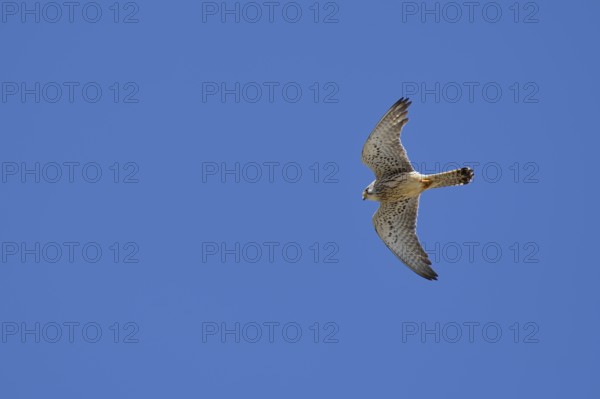 Lesser kestrel (Falco naumanni), female in flight, Alentejo, Portugal