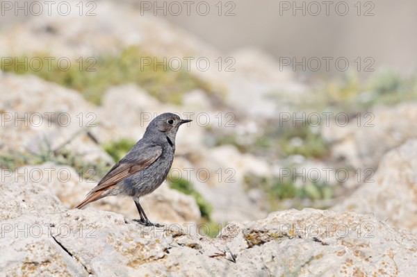 Redstart (Phoenicurus ochruros), female, Algarve, Portugal