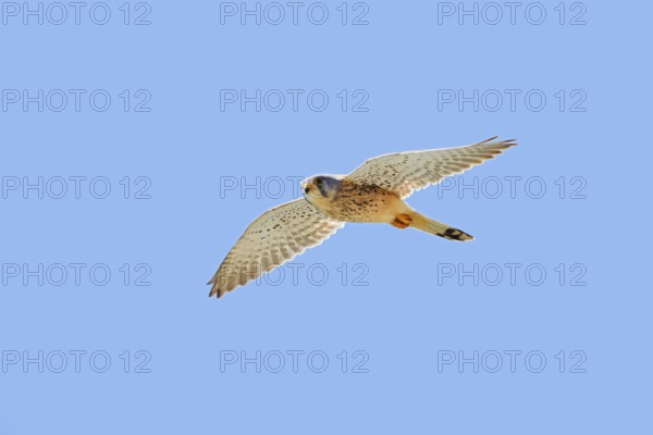 Kestrel (Falco tinnunculus), male in flight, Algarve, Portugal