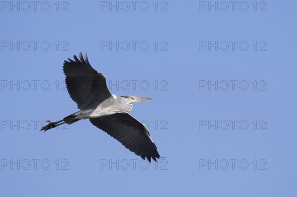 Grey heron (Ardea cinerea) in flight, North Rhine-Westphalia, Germany