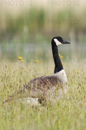 Canada goose (Branta canadensis) standing in a meadow, North Rhine-Westphalia, Germany