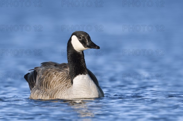 Canada goose (Branta canadensis), swimming, North Rhine-Westphalia, Germany