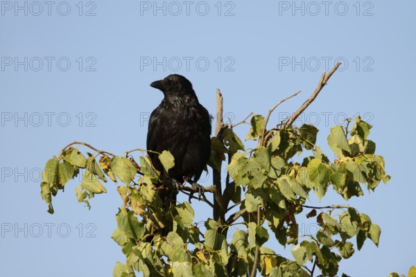 Raven crow or carrion crow (Corvus corone), North Rhine-Westphalia, Germany