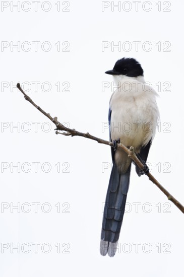 Blue magpie (Cyanopica cyanus), Algarve, Portugal
