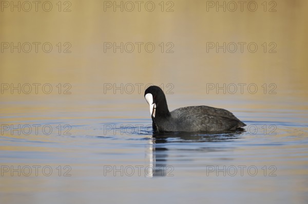 Eurasian Coot (Fulica atra) swimming, North Rhine-Westphalia, Germany