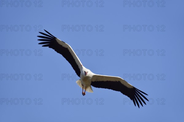 White stork (Ciconia ciconia) flying, North Rhine-Westphalia, Germany
