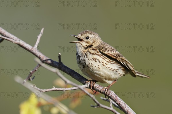 Meadow pipit (Anthus pratensis) sits singing on a branch, Schleswig-Holstein, Germany