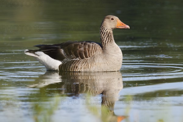Greylag goose (Anser anser) swimming, North Rhine-Westphalia, Germany