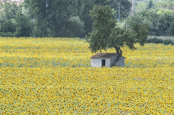 Tuscan landscape, hut in a field of sunflowers (Helianthus annuus) Toscana, Italy