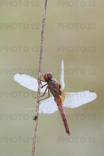 Scarlet Dragonfly (Crocothemis erythraea), male with dewdrops, North Rhine-Westphalia, Germany