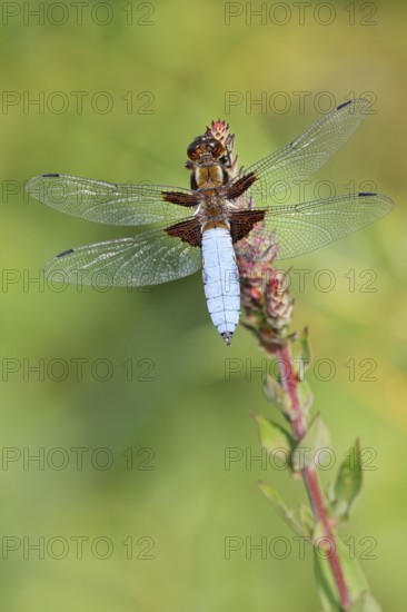Flat belly (Libellula depressa), male, North Rhine-Westphalia, Germany