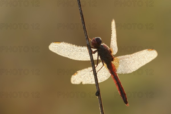 Scarlet Dragonfly (Crocothemis erythraea), male with dewdrops in backlight, North Rhine-Westphalia, Germany