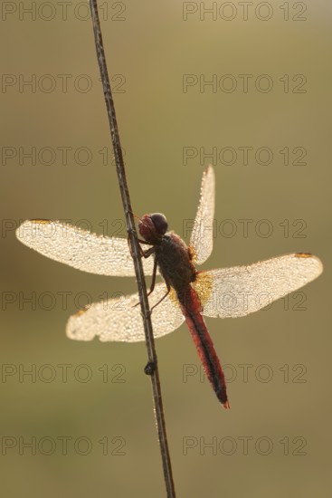 Scarlet Dragonfly (Crocothemis erythraea), male with dewdrops in backlight, North Rhine-Westphalia, Germany