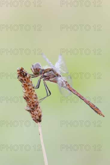 Vagrant darter (Sympetrum vulgatum), male, North Rhine-Westphalia, Germany