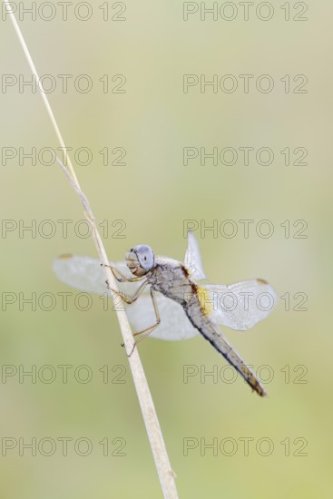 Scarlet Dragonfly (Crocothemis erythraea), female, North Rhine-Westphalia, Germany