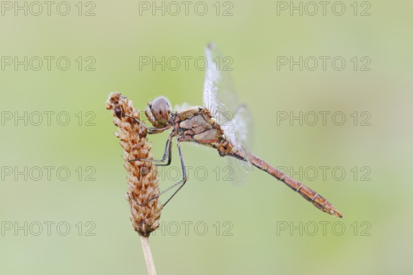 Vagrant darter (Sympetrum vulgatum), male, North Rhine-Westphalia, Germany
