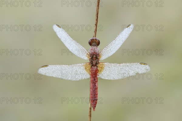 Scarlet Dragonfly (Crocothemis erythraea), male with dewdrops, North Rhine-Westphalia, Germany
