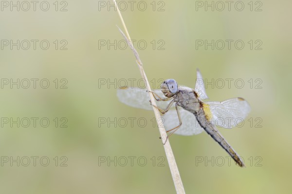 Scarlet Dragonfly (Crocothemis erythraea), female, North Rhine-Westphalia, Germany