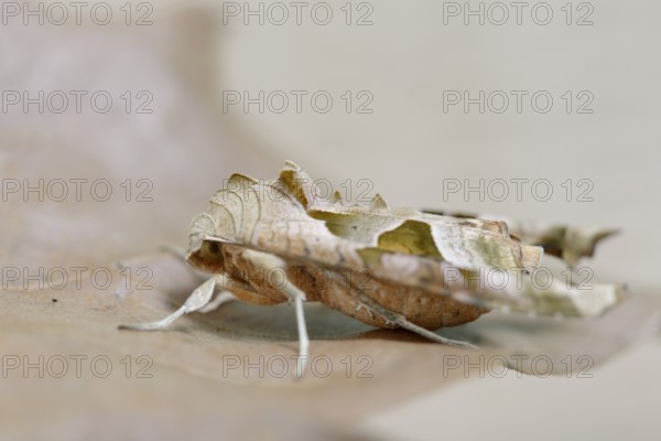 Agate owl or mangol owl (Phlogophora meticulosa), North Rhine-Westphalia, Germany