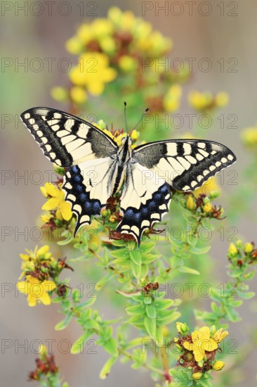 Swallowtail (Papilio machaon), North Rhine-Westphalia, Germany