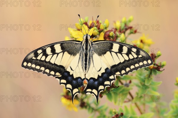 Swallowtail (Papilio machaon), North Rhine-Westphalia, Germany