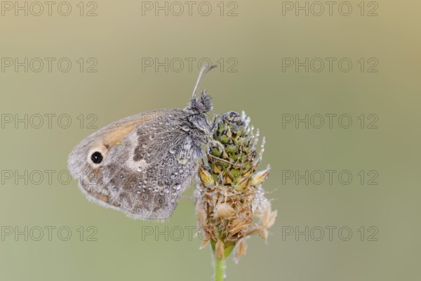 Small heath or small hay butterfly (Coenonympha pamphilus) with dewdrops, North Rhine-Westphalia, Germany