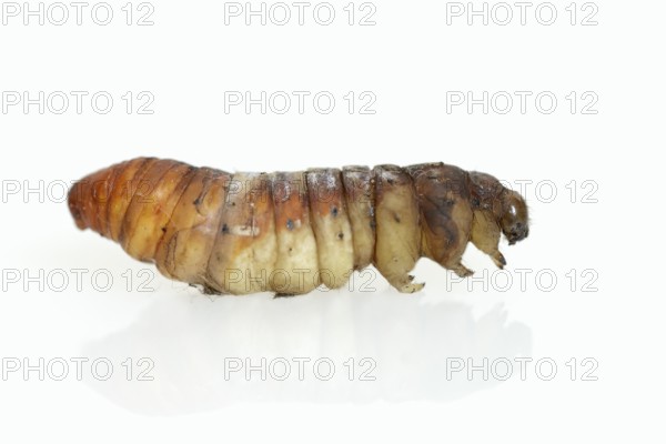Tree of God moth or Ailanthus moth (Samia cynthia), caterpillar in pupation, against a white background, captive, native to Asia