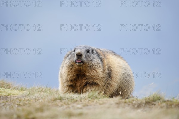 Alpine marmot (Marmota marmota), Hohe Tauern National Park, Austria