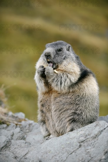 Alpine marmot (Marmota marmota), sitting and eating on a rock, Hohe Tauern National Park, Austria