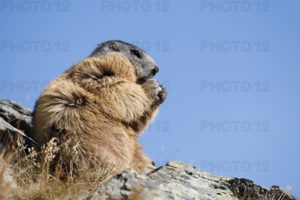 Alpine marmot (Marmota marmota), sitting and eating on a rock, Hohe Tauern National Park, Austria
