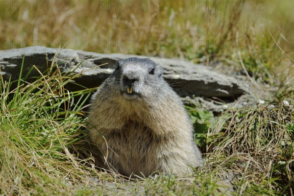 Alpine marmot (Marmota marmota) looking out of its burrow, Hohe Tauern National Park, Austria
