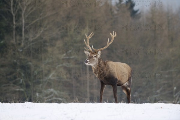 Red deer (Cervus elaphus), stag in winter, North Rhine-Westphalia, Germany